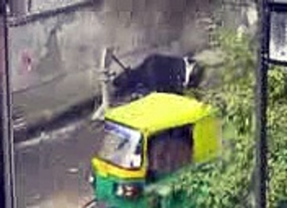Cleaver animal
