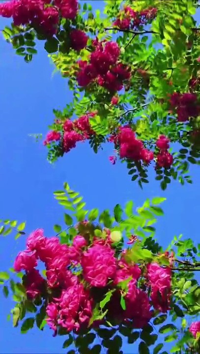 Vibrant Pink Blossoms Against Blue Sky: Nature's Stunning Spring Display