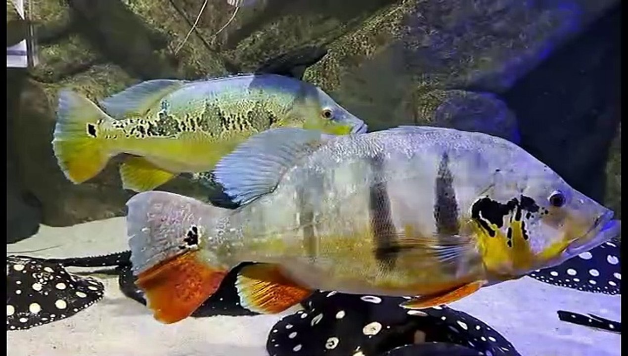 Beeindruckende meereswelt im oceanarium in misdroy