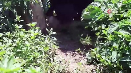 Güneş altında ekmek kavgası! 800 TL yevmiyeyle çalışıyorlar