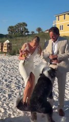 This is your sign to NOT have your dog part of your wedding 😂🐾