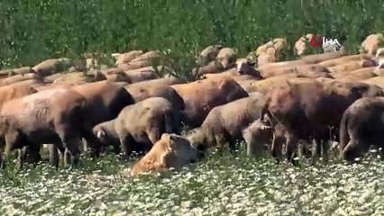 Bursa\'da kartpostallık görüntüler: Meralar papatya tarlasına dönüştü