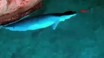 Tekne turunda tatilcilere büyük sürpriz! Mağarada kendini gösterdi