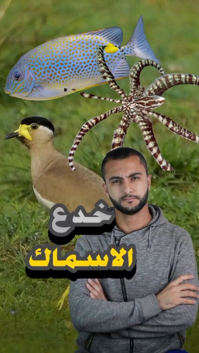 أذكى 3 خدع استخدمتها الحيوانات للهروب من الخطر! 🧠🔥https://psce.pw/7puv5v#النواة #الأخطبوط_المُقلِّد #طائر_الزقزاق #Alnawa #dubai🇦🇪 #Siganidae #Thaumoctopus_mimicus #Charadrius #dubailife #trending #travel #nature #wildlife