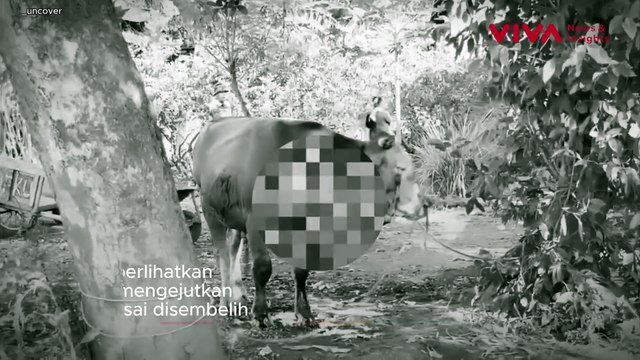 Merinding Ketakutan! Sapi Kurban Bangkit Setelah Disembelih