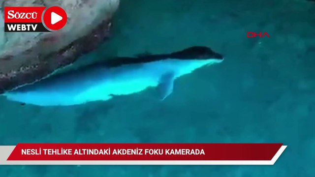 Nesli tehlike altındaki Akdeniz foku kamerada