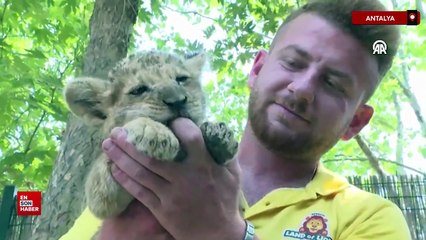 Antalya'da ikiz aslan yavruları Osimhen ve Ciro, parkın maskotu oldu