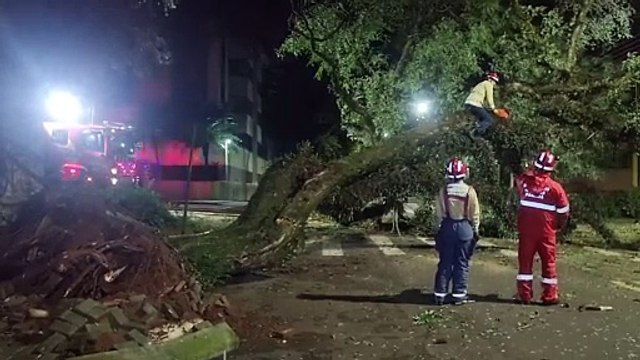 Árvore de grande porte cai no Centro de Cascavel e mobiliza Corpo de Bombeiros