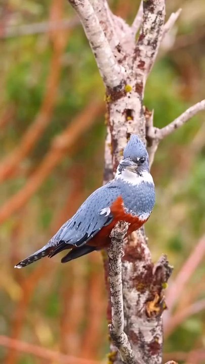amazing birds