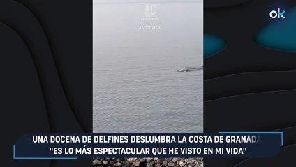 Una docena de delfines deslumbra la costa de Granada: “Es lo más espectacular que he visto en mi vida”