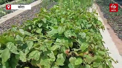 ऑपरेशन सिंदूर के बाद अचानक हजारों में पहुंची पौधे की डिमांड, एक महीने में बिक गए 900