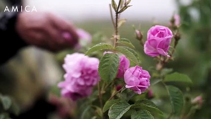 Profumi primavera estate 2025: le note olfattive di punta sono tre