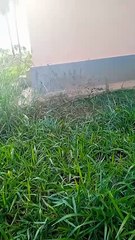 Pobladores denuncian falta de limpieza y abandono en el lugar.