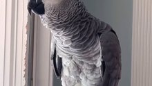 Parrot Says 'Fart Alexa!' – Epic 😂 / Papagalul îi zice Alexei să tragă un pârț 💨🦜