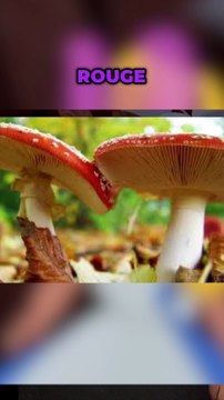 Disney : c'est quoi les dr*gues dans Alice aux pays des merveilles