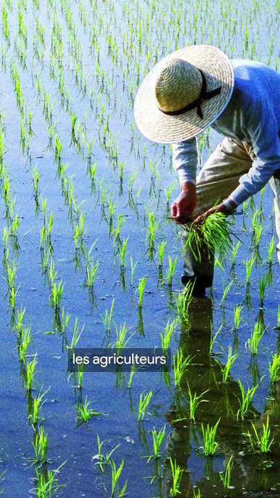 Les canards fermiers du Japon