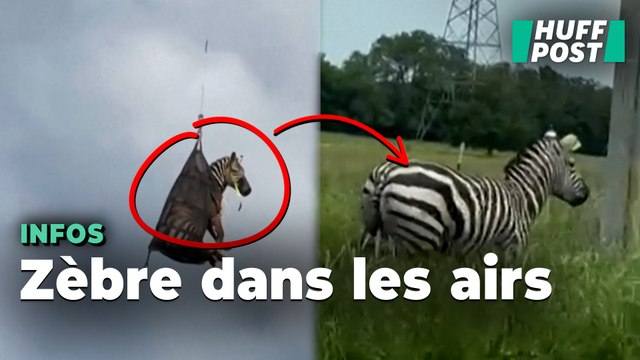 Ed est devenu le zèbre le plus connu des réseaux sociaux après sa capture spectaculaire