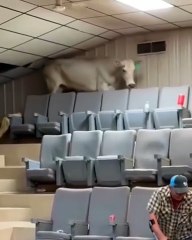 vaca tenta fugir de feira de gado nos EUA