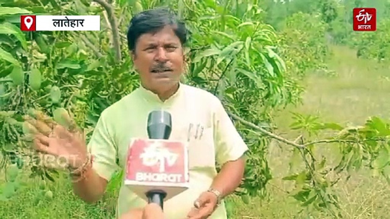 लातेहार के मैंगो मैन बने अनुपम, बंजर जमीन पर उगा रहे हैं 26 वेराइटी के आम