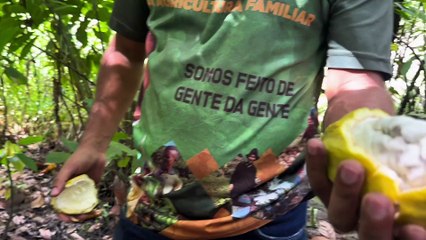 'Matriz do Chocolate' - uma nova rota econômica e turística em solo alagoano