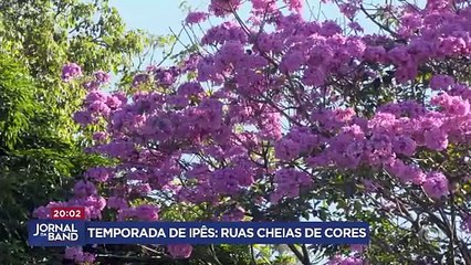 Temporada de ipês deixa ruas cheias de cores em Brasília