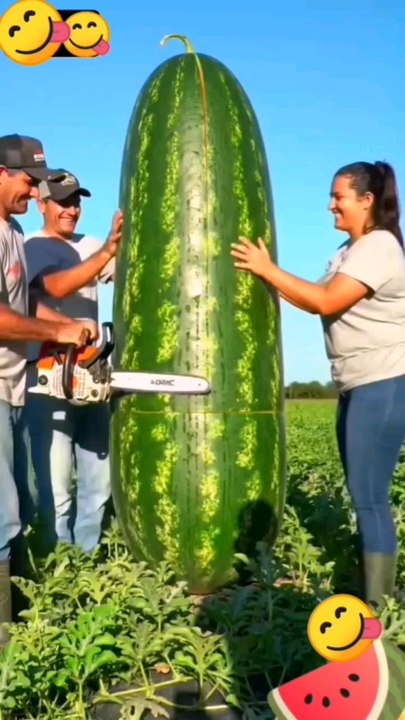#watermelon #pasteque #gigante #venti #sn2sg #xl #sunnight #xxl #sunnightmusic #xxxl #extra #large #harvest #sunnightpop #xcllcx #sunnightjazz #saw #discover #fruit #vitamin #sweet #mothernature #rare #sizematters #big #farmlife #juice