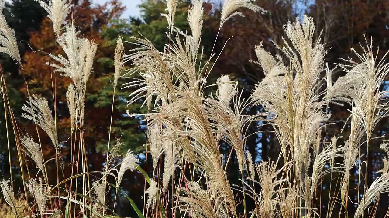 ススキがゆれる風景　三島圭将