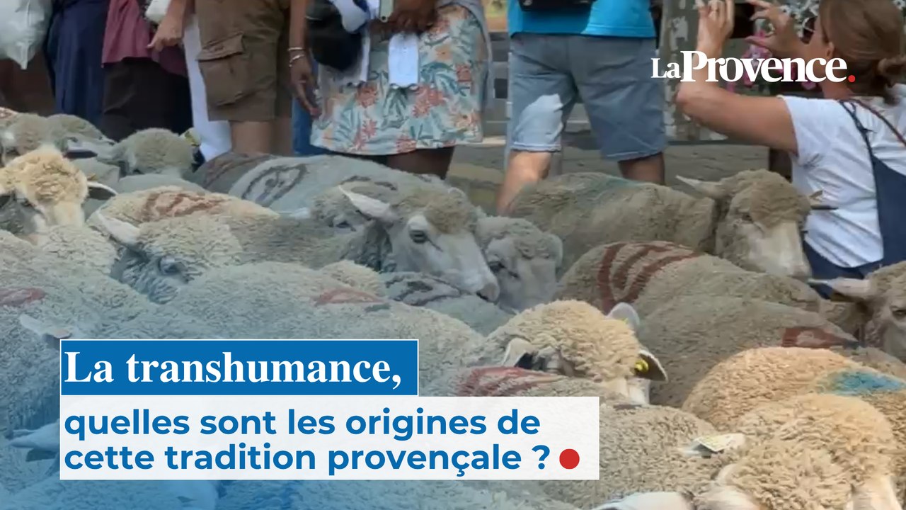 "Nos anciens partaient à pied pour rejoindre les Alpes" : 2 500 bêtes défilent à Saint-Rémy pour la Transhumance
