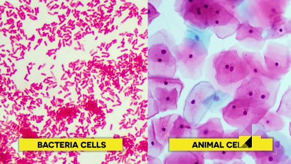 Bacteria and Viruses | How Our Immune System Eliminates These Microorganisms