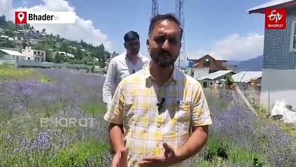 How Lavender Farming Is Transforming Jammu Kashmir's Bhaderwah Town