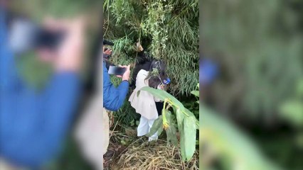 Vídeo mostra DHPP encontrando corpo de Raissa da Silva desaparecida há sete dias