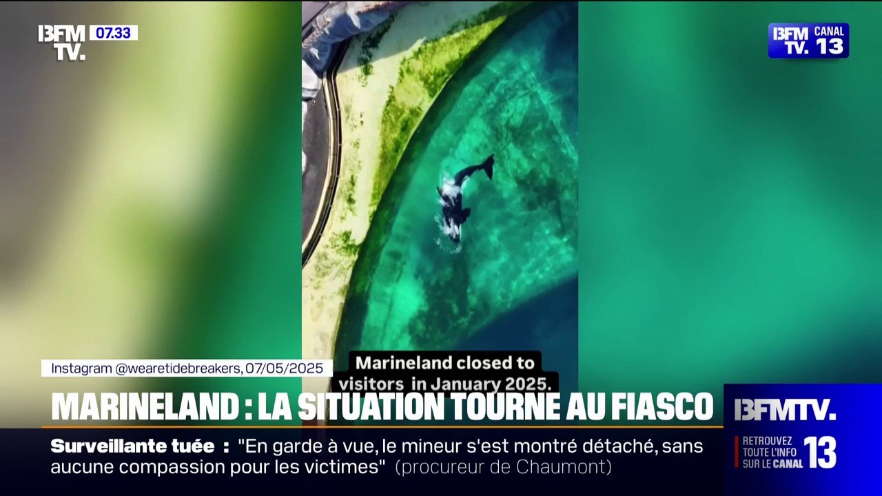 "Prenez vos responsabilités": le Marineland d'Antibes demande au gouvernement de trouver une solution pour sauver ses orques