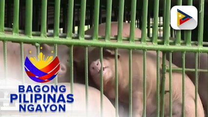 Pamahalaan, tinitutukan ang presyo ng baboy sa merkado