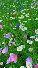 Very beautiful flower meadow