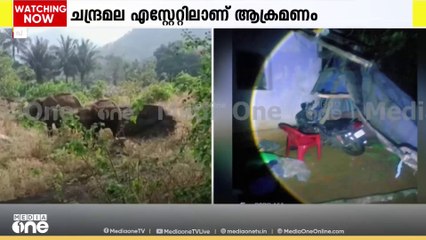 പാലക്കാട്‌ നെല്ലിയാമ്പതിയിൽ വീട്ടിനുള്ളിൽ കാട്ടാനയാക്രമണം; ഷെഡും തകർത്തു