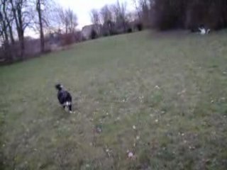 Ma chienne Lou : Arrêt sur commande