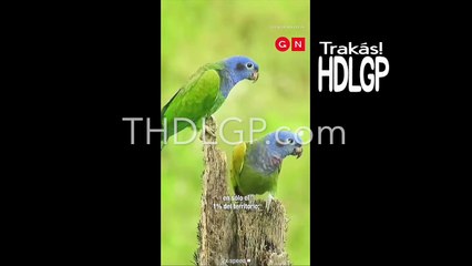 Nayib's Pride, Our Brains: Immigrant Spirit Dominates Trivia in the Eye of the Storm!