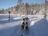 Vidéo Attelage de husky