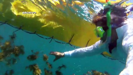 De desastre natural a una oportunidad: científicos estudian uso del sargazo como bioplástico