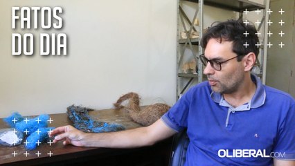 Ninhos azuis apresentam risco para pássaros e servem como bioindicadores de poluição no Pará