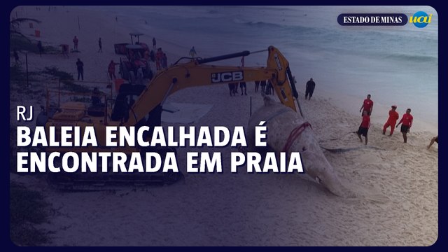 Baleia encalhada morta é encontrada em praia do Rio de Janeiro