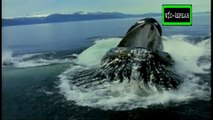 Especial de Vida Salvaje: Ballenas Jorobadas - Documental (1997) - Español Latino - Episodio 6
