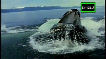 Especial de Vida Salvaje: Ballenas Jorobadas - Documental (1997) - Español Latino - Episodio 6