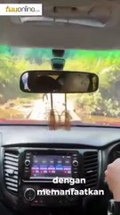 Puluhan Hektar Hutan Lindung Ditanami Sawit Usia 6 Bulan Hingga 2 Tahun