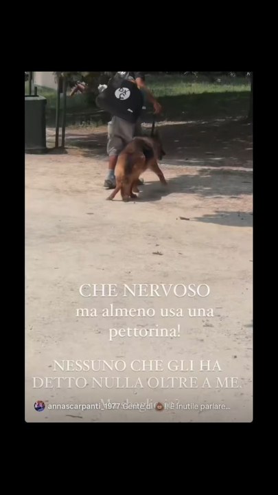 taylormega il cane maltrattato