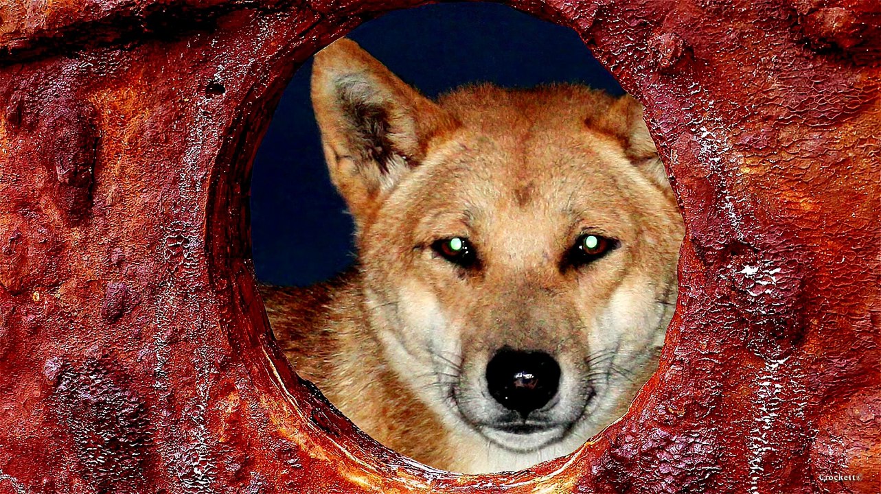 Wild Howls Australian Dingo