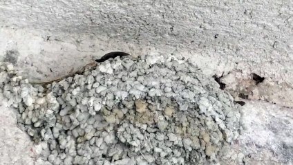 Rondine Montana Ptyonoprogne Rupestris Besenello Italy