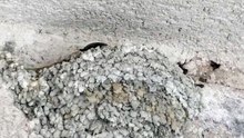Rondine Montana Ptyonoprogne Rupestris Besenello Italy