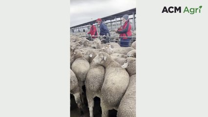 Watch Dublin lambs make $398, smashing SA state record