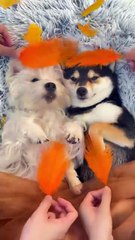 Autumn Spa#dogsoftiktok #cute #littlemanyu #shiba #shibainu #asmr #westie